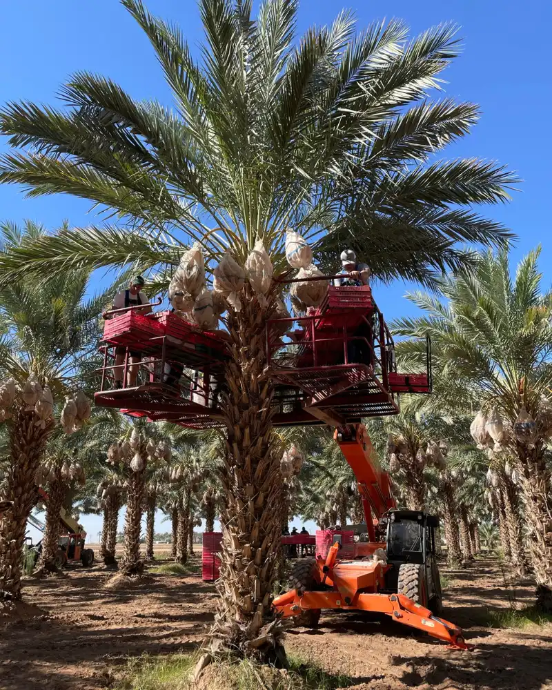 "Harvesting dates from palm trees in the UAE, showcasing modern farming techniques."